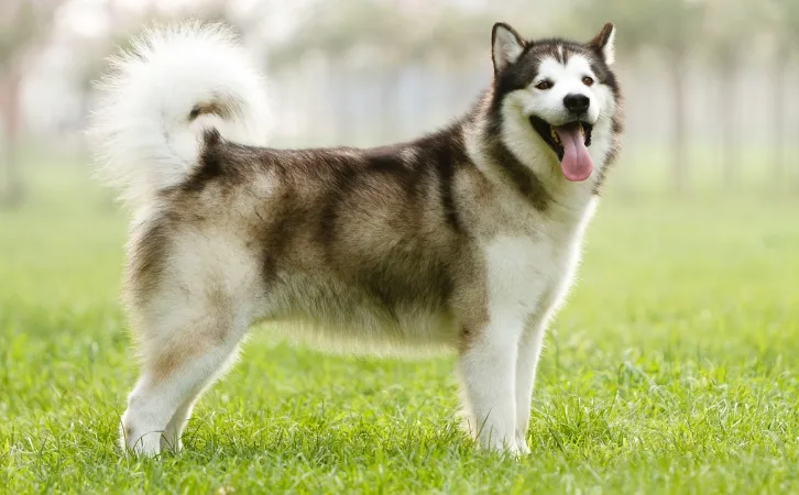 Alaskan Malamute price in indian rupees