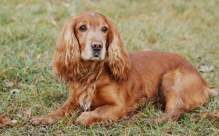 American Cocker Spaniel price in indian rupees