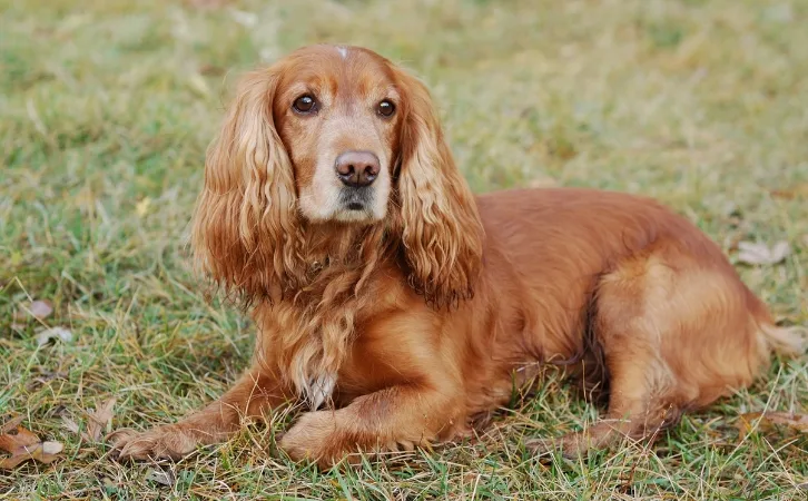 American Cocker Spaniel price in indian rupees