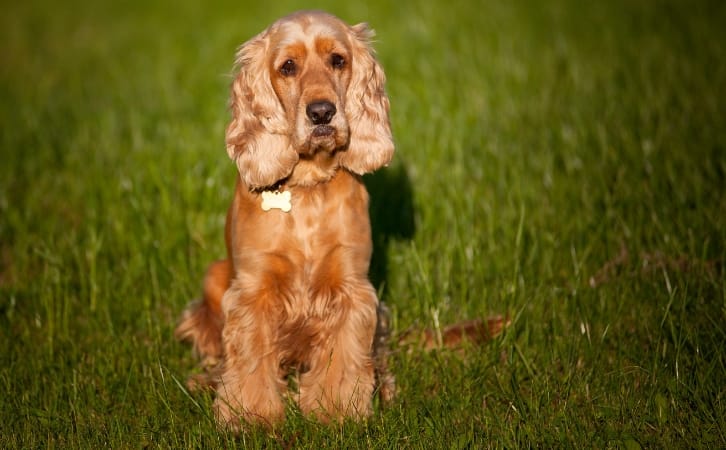 American Cocker Spaniel price in indian rupees