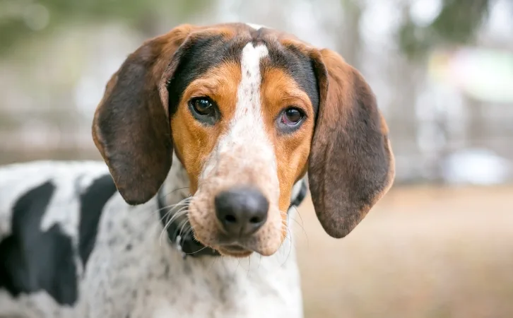 American English Coonhound price in indian rupees