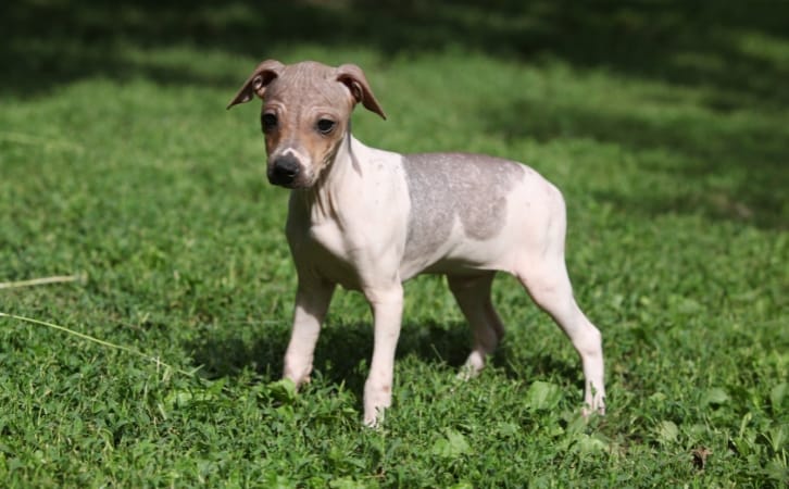 American Hairless Terrier price in indian rupees