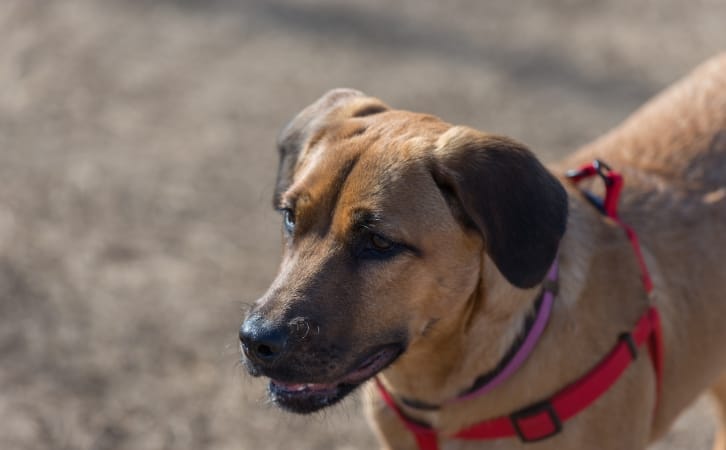 Black Mouth Cur price in indian rupees