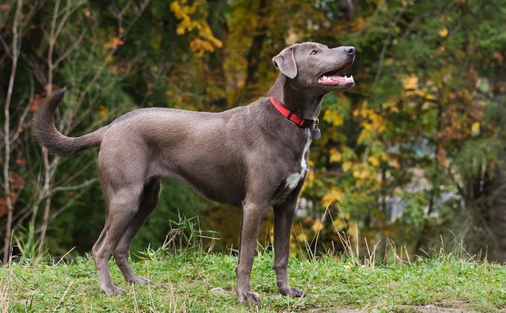 Blue Lacy price in indian rupees