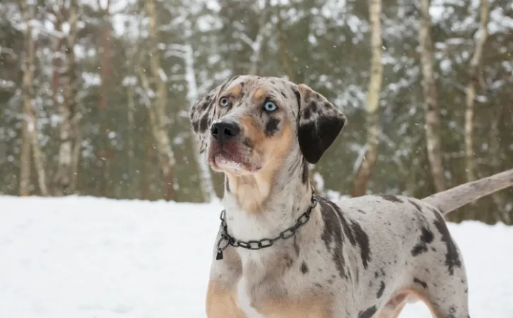 Catahoula Leopard Dog price in indian rupees
