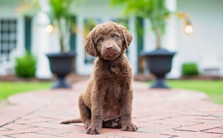 Chesapeake Bay Retriever Dog price in indian rupees
