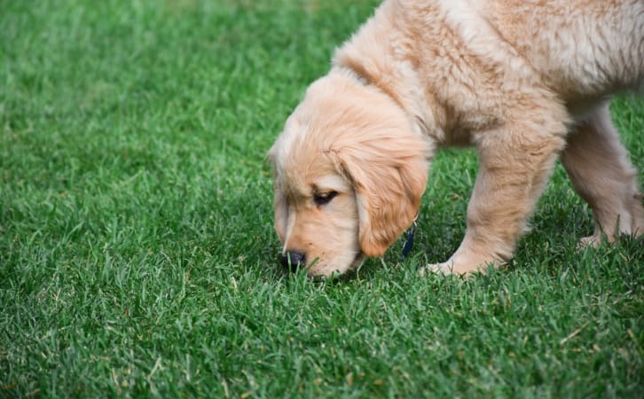 Chinook dog breed price in Indian rupees