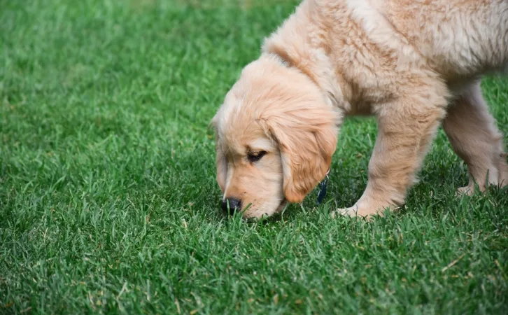Chinook dog breed price in Indian rupees