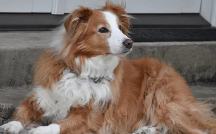 English Shepherd price in indian rupees