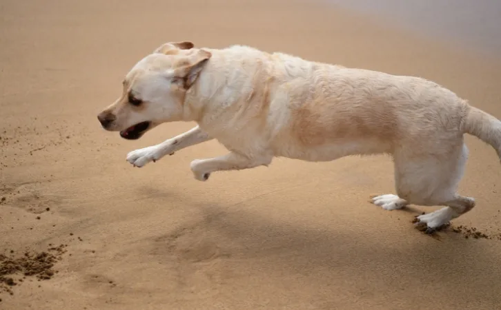 Hawaiian Poi Dog price in indian rupees