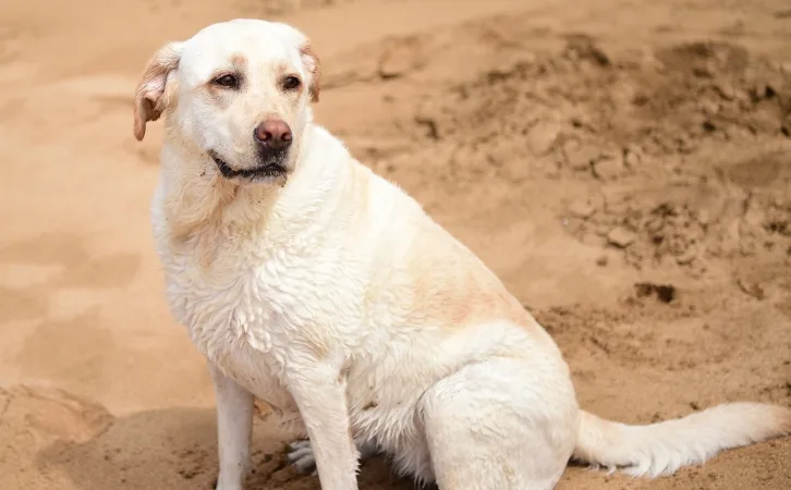 Hawaiian Poi Dog price in indian rupees