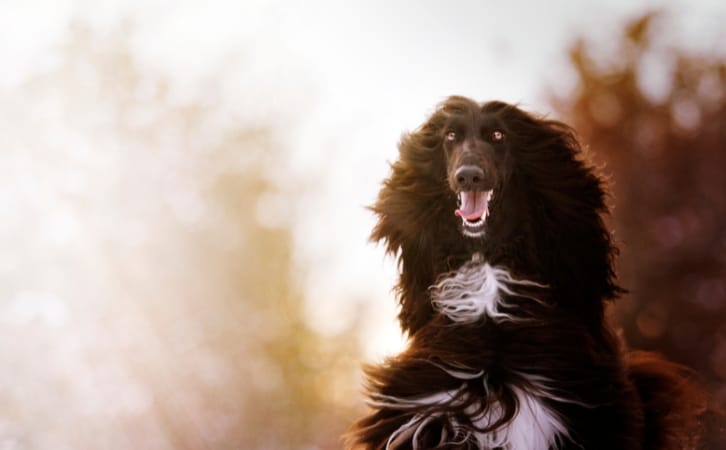 Majestic Tree Hound price in indian rupees