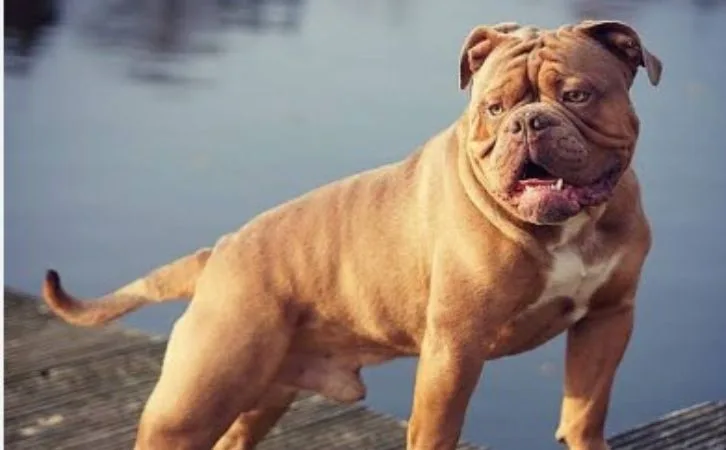 Olde English Bulldogge price in Indian rupees