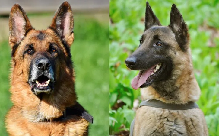 German Shepherd vs Belgian Malinois