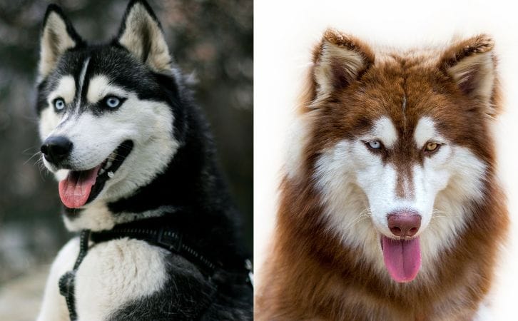 Husky vs Malamute