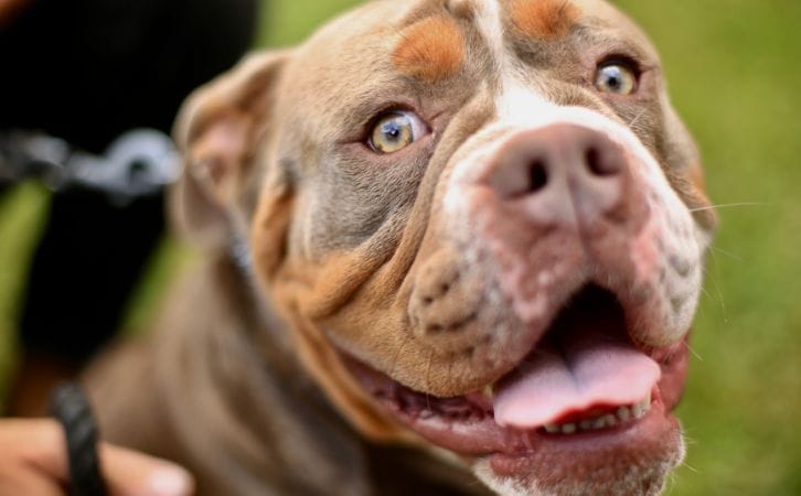 Pit bull price in Indian rupees