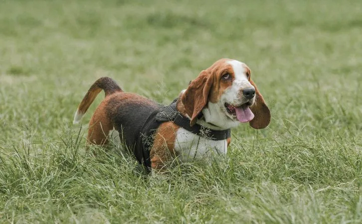 Plott Hound price in Indian rupees
