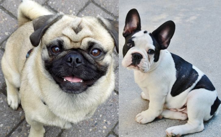 Pug or French Bulldog