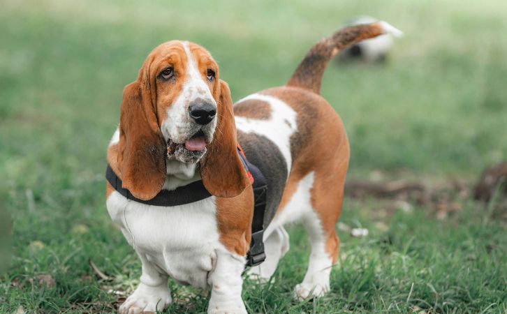 Silken Windhound price in indian rupees