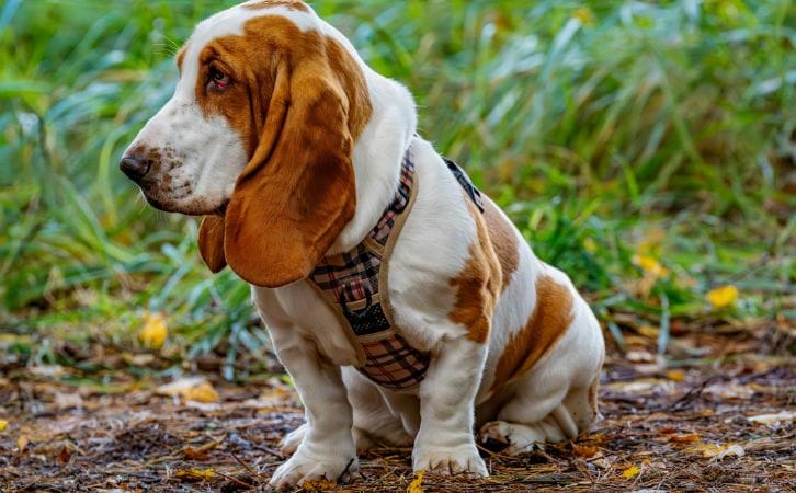 Silken Windhound price in indian rupees
