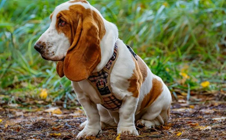 Silken Windhound price in indian rupees