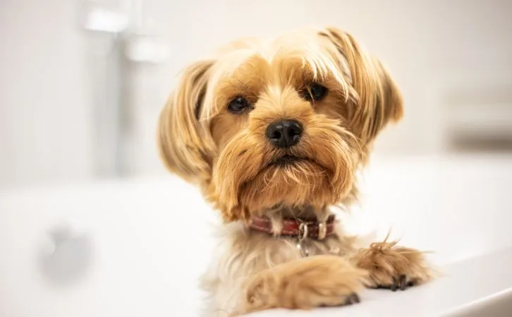 Teddy Roosevelt Terrier price in Indian rupees