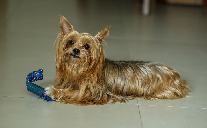 Toy Fox Terrier price in Indian rupees