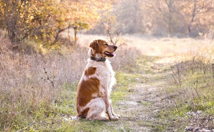 Treeing Feist dog price in Indian rupees