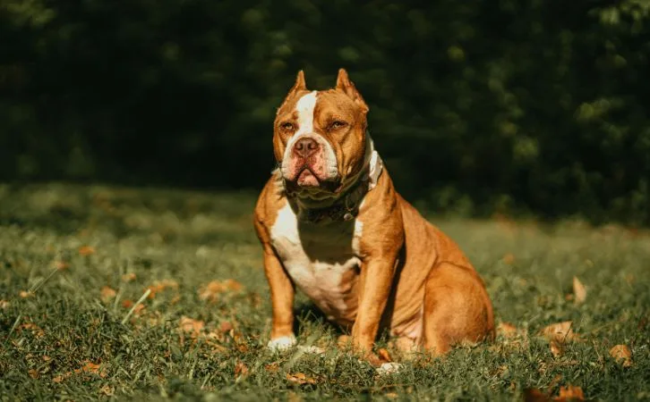 American Bully vs Pitbull