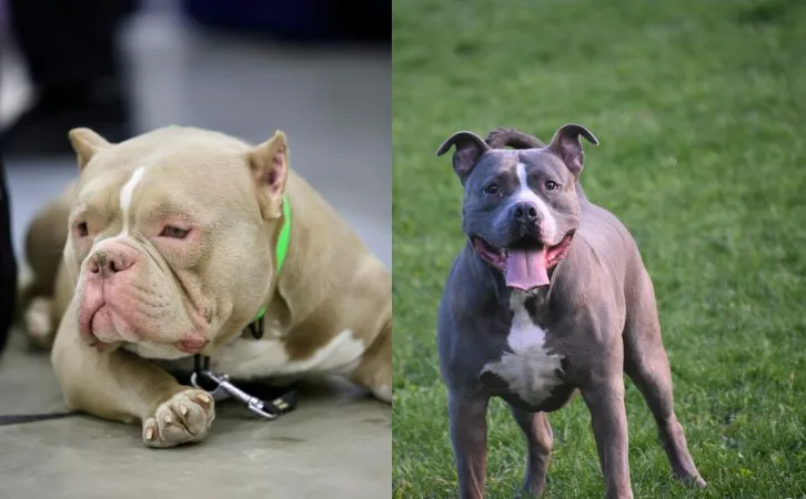 American Bully vs Pitbull