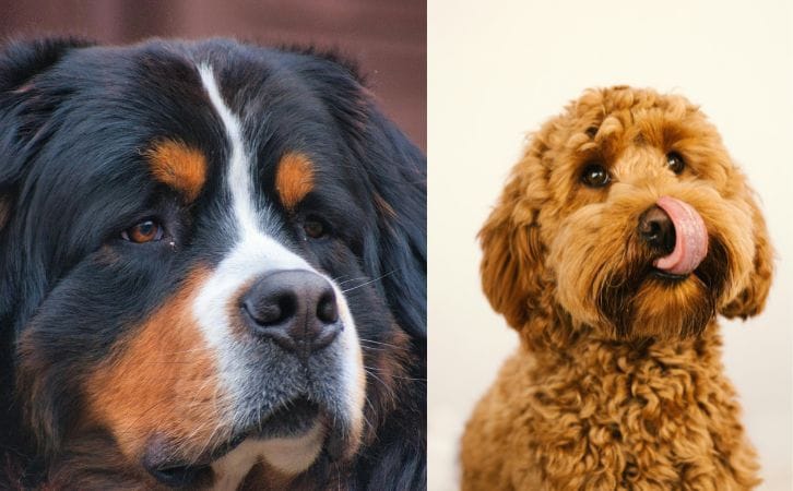 Bernedoodle vs Goldendoodle