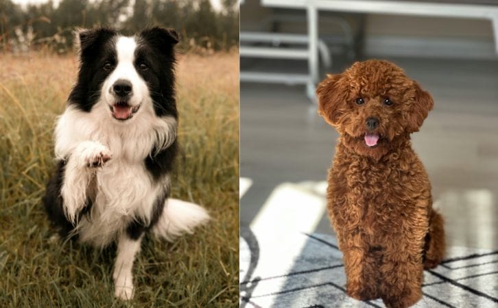 Border Collie vs Poodle