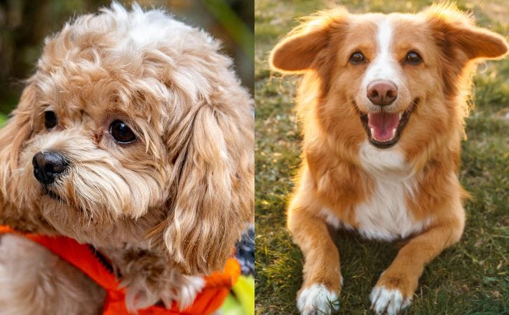Cavapoo vs Cockapoo