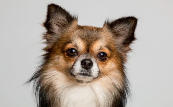 Chihuahua vs Pomeranian