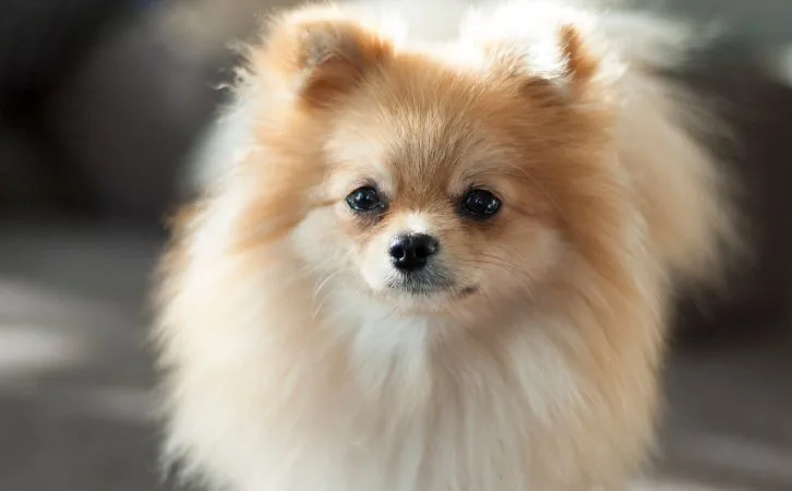 Chihuahua vs Pomeranian