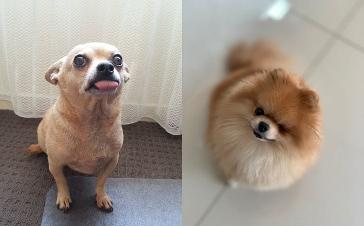 Chihuahua vs Pomeranian