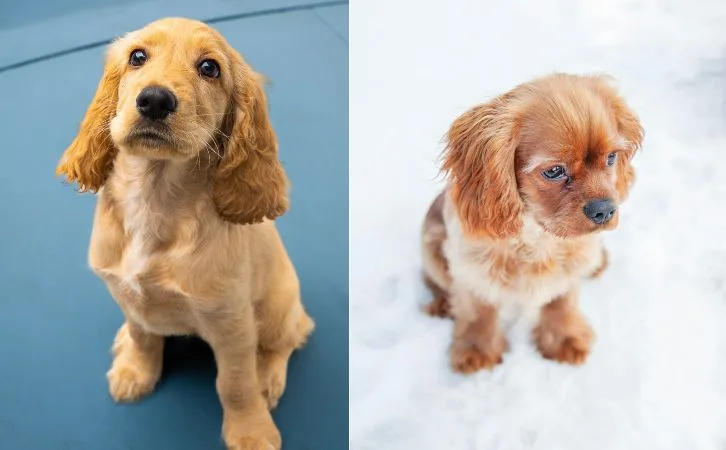 Cocker Spaniel vs Cavalier King Charles Spaniel