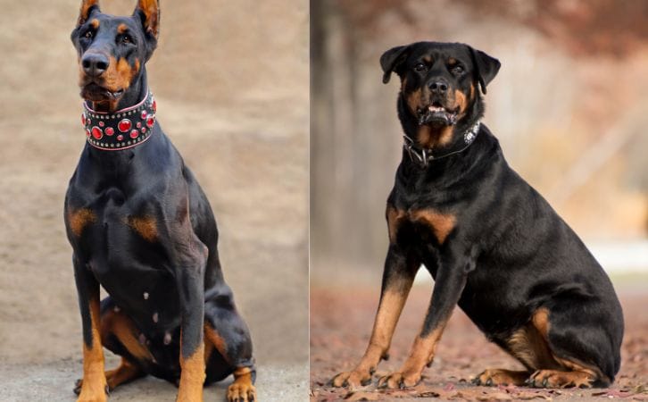 Doberman vs Rottweiler: Who Learns Faster?