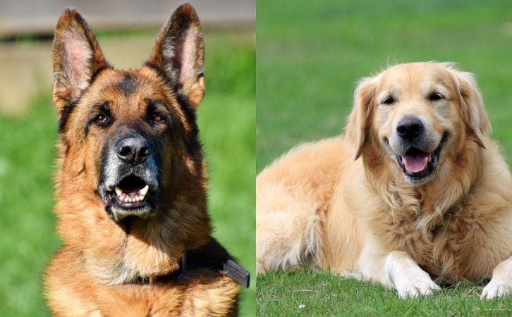 German Shepherd vs Golden Retriever