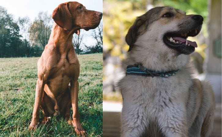 Great Dane vs Irish Wolfhound