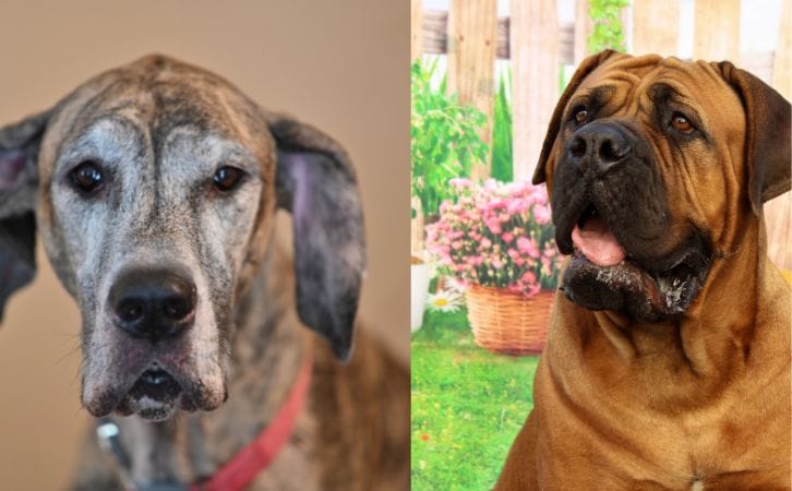 Great Dane vs Mastiff