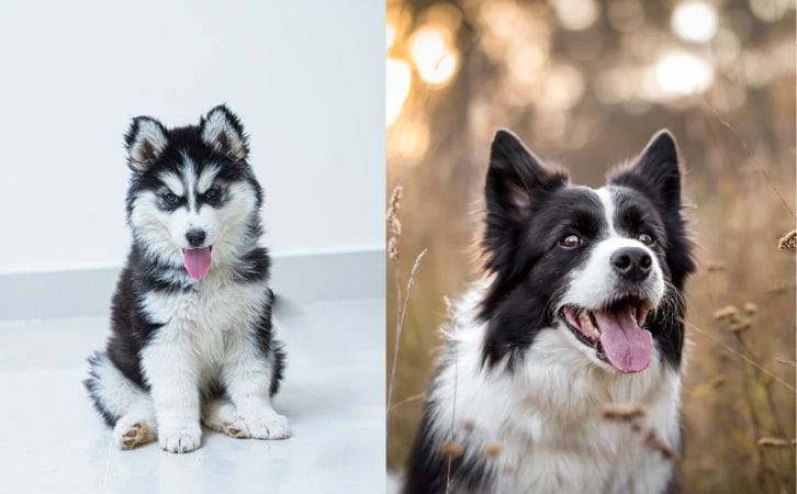Husky vs Border Collie