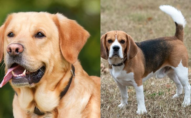 Labrador vs Beagle