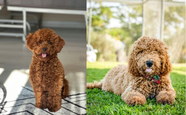 Poodle vs Doodle