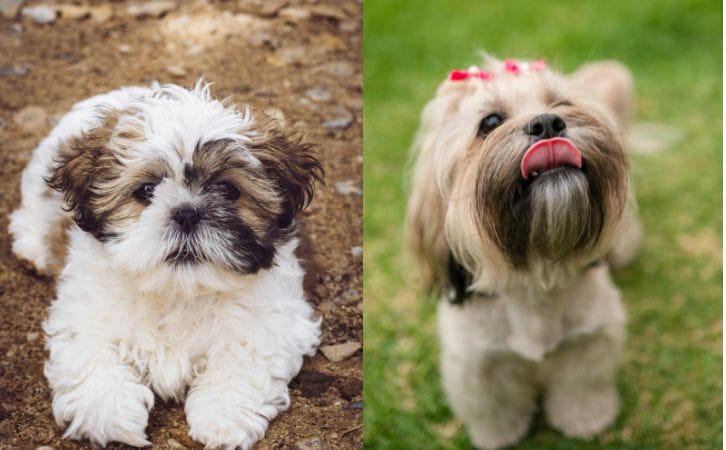 Shih Tzu vs Lhasa Apso