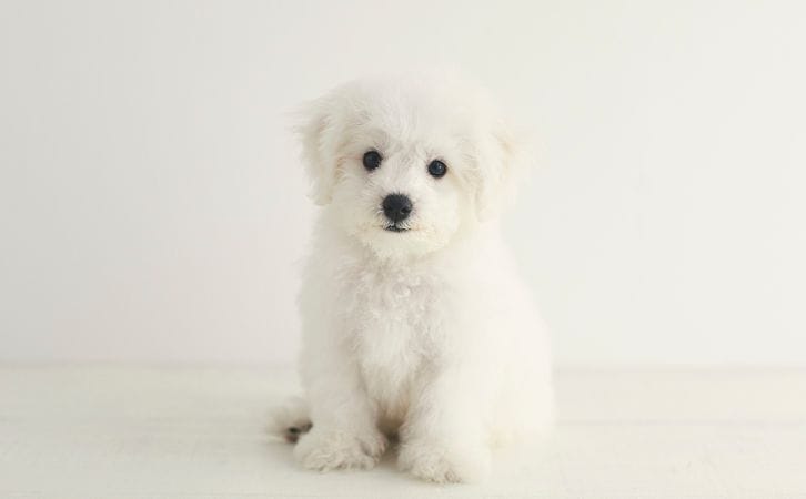 Bichon Frise vs Maltese
