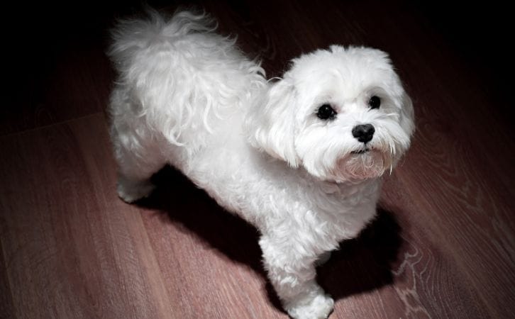 Bichon Frise vs Maltese