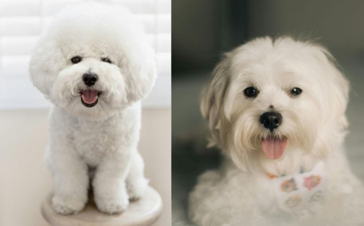 Bichon Frise vs Maltese