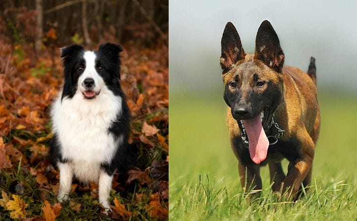 Border Collie vs Belgian Malinois