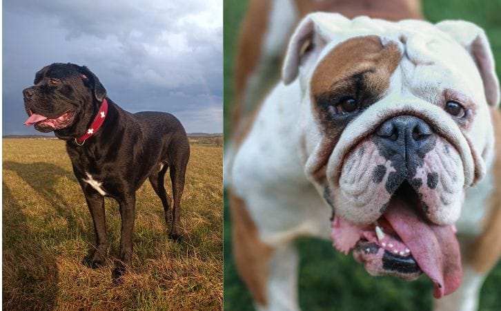 Cane Corso vs American Bulldog